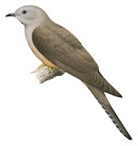 Brush Cuckoo Illustration