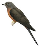 Moluccan Cuckoo Illustration