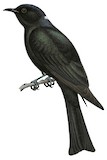 Square-tailed Drongo-Cuckoo Illustration