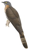 Large Hawk-Cuckoo Illustration