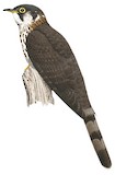 Moustached Hawk-Cuckoo Illustration