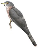 Hodgson's Hawk-Cuckoo Illustration