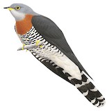 Red-chested Cuckoo Illustration