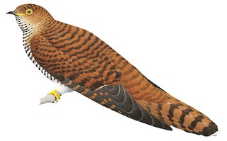 Common Cuckoo - Cuculus canorus - Birds of the World