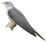 Lesser Cuckoo Illustration