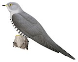 Madagascar Cuckoo Illustration