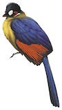 Hartlaub's Turaco Illustration