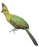 Livingstone's Turaco Illustration