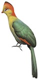 Fischer's Turaco Illustration