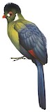 White-cheeked Turaco Illustration