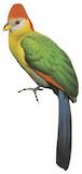 Bannerman's Turaco Illustration