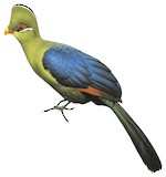 Yellow-billed Turaco Illustration