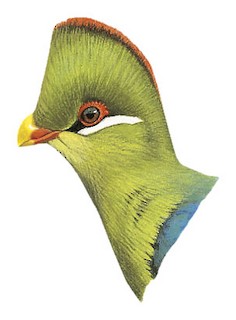 Tauraco macrorhynchus verreauxii