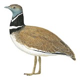 Little Bustard Illustration