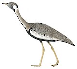 Hartlaub's Bustard Illustration