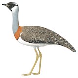 Heuglin's Bustard Illustration