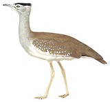 Arabian Bustard Illustration