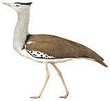 Kori Bustard Illustration