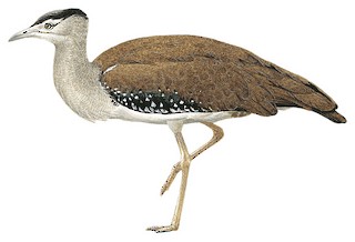 Great Indian bustard  Natural History, Conservation Status