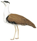 Great Indian Bustard Illustration