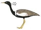 Lesser Florican Illustration