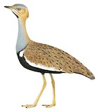 Savile's Bustard Illustration