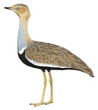 Buff-crested Bustard Illustration