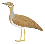 Little Brown Bustard Illustration