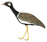 Southern Black Korhaan Illustration