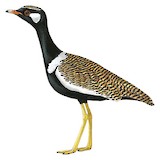 Northern Black Korhaan Illustration