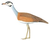 White-bellied Bustard Illustration