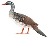 African Finfoot Illustration