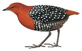 White-spotted Flufftail Illustration