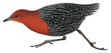 Red-chested Flufftail Illustration