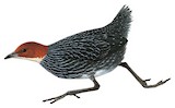 Chestnut-headed Flufftail Illustration