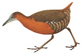 Grey-throated Rail Illustration