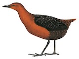 White-striped Forest Rail Illustration
