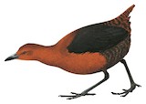 Forbes's Forest Rail Illustration