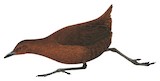 Mayr's Forest Rail Illustration