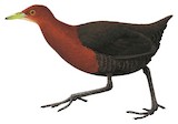 Red-necked Crake Illustration