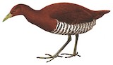 Andaman Crake Illustration