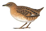 Swinhoe's Rail Illustration