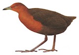 Chestnut-headed Crake Illustration