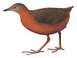 Russet-crowned Crake Illustration