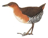 Rufous-sided Crake Illustration