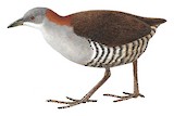 Grey-breasted Crake Illustration