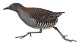 Black Rail Illustration