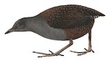 Galapagos Crake Illustration