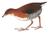 Red-and-white Crake Illustration