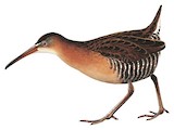 Ridgway's Rail Illustration